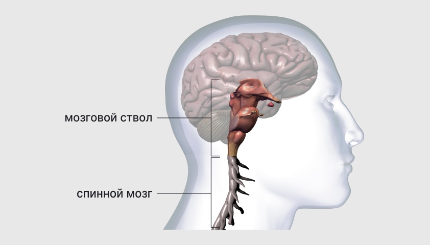 Мозг