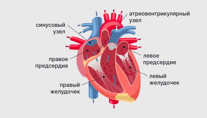 Тахикардия - что это, симптомы и причины возникновения