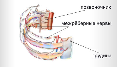 Межреберные-нервы