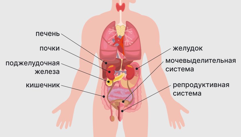 Органы брюшной полости