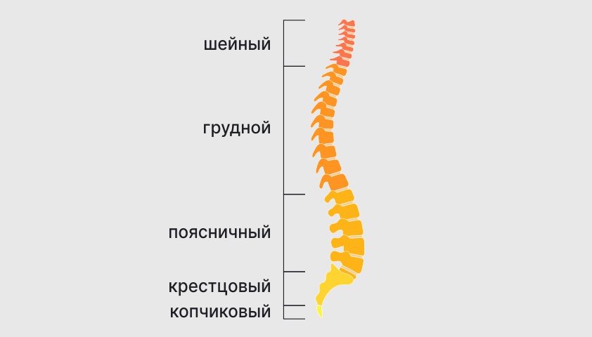 Отделы позвоночника