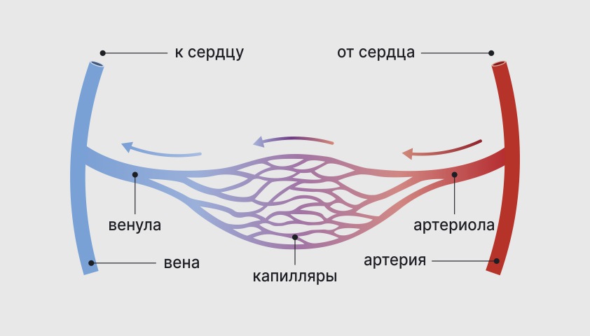 Васкулиты системные — что это, классификация, симптомы, лечение