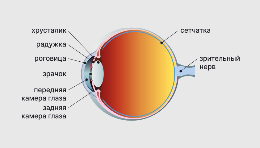 Анатомия зуба