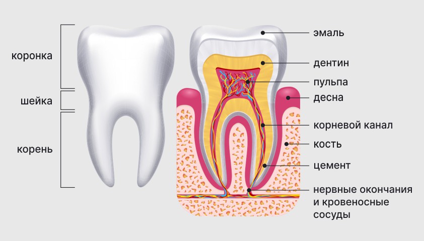 Изображение строения зуба