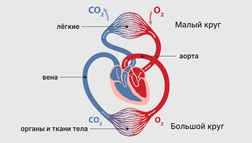 Кровеносные сосуды - что такое артерии, капилляры и сосуды