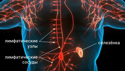 Изображение лимфатической системы