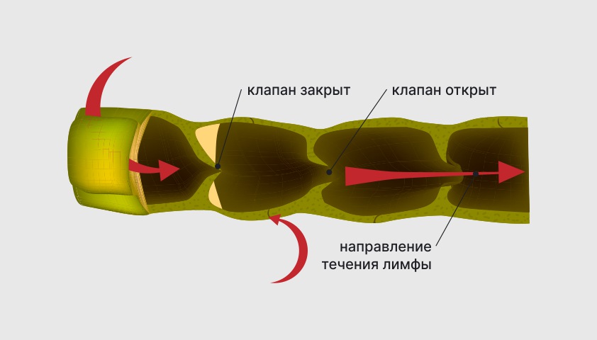 Лимфатическая система — что это такое, функции, строение