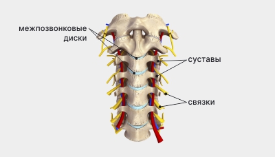 Строение шейного отдела