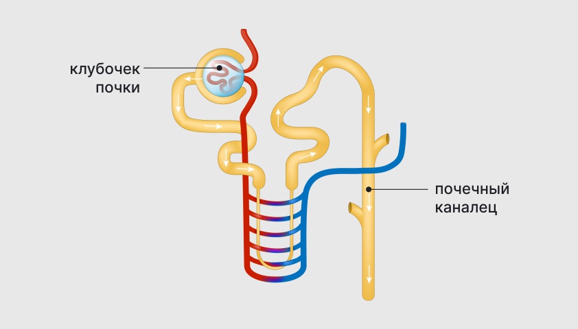 Структура нефрона и почечных канальцев