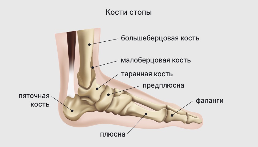 Изображение костей стопы