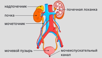 Строение мочевыделительной системы