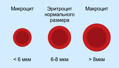 Размер-эртироцитов