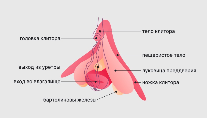 Женские половые органы - наружные и внутренние