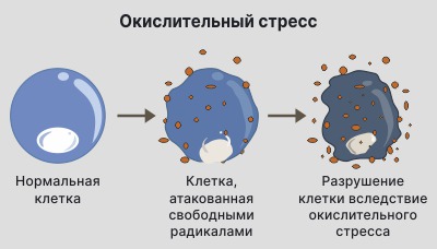 Окислительный-стресс