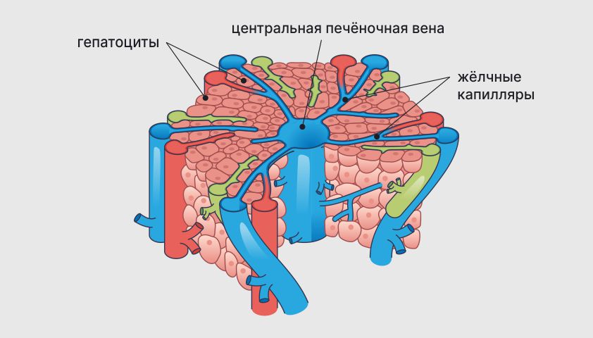 Жёлчь — что это такое, функции в пищеварении, где вырабатывается